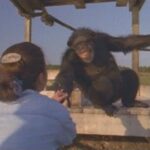 (VIDEO)She Doesn’t Know if This Chimp Will Remember Her After 18 Years. Now Watch His Reaction…