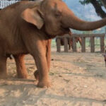 (VIDEO)She Sits With An Elephant. But I Can’t Believe How The Elephant Reacts When She Starts Singing!