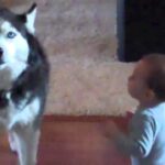 (VIDEO)This baby and dog were having a conversation. Mom grabbed the camera and captured it all!