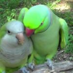 (VIDEO)This parrot asks his friend for a kiss, but I fell off my chair when he did this!