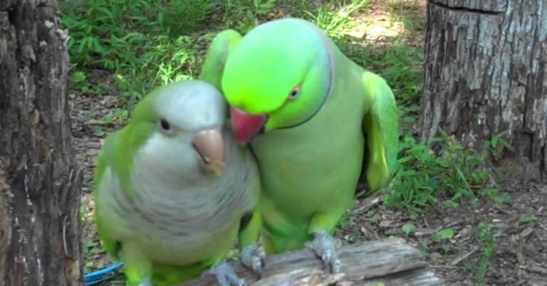 (VIDEO)This parrot asks his friend for a kiss, but I fell off my chair when he did this!