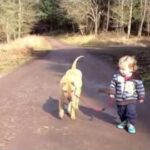 (VIDEO)Keep An Eye On This Amazing Dog While His Toddler Best Friend Jumps In The Puddle