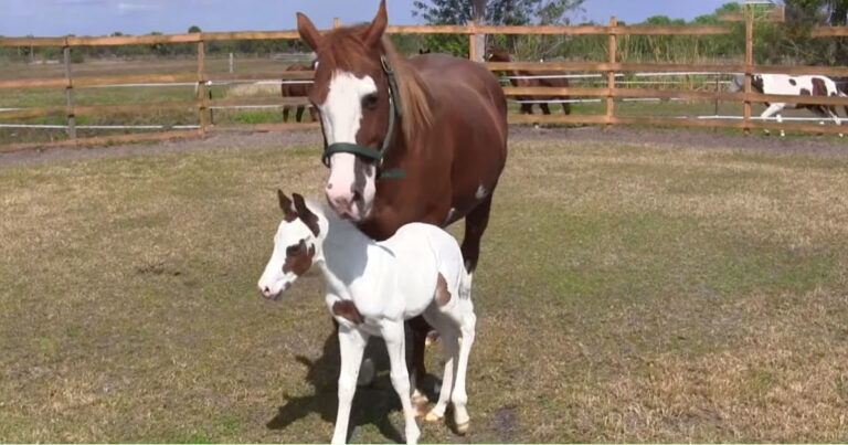 (VIDEO)Horse Gives Birth To Astonishingly Rare Filly – Just Wait Until You See Her Eyes