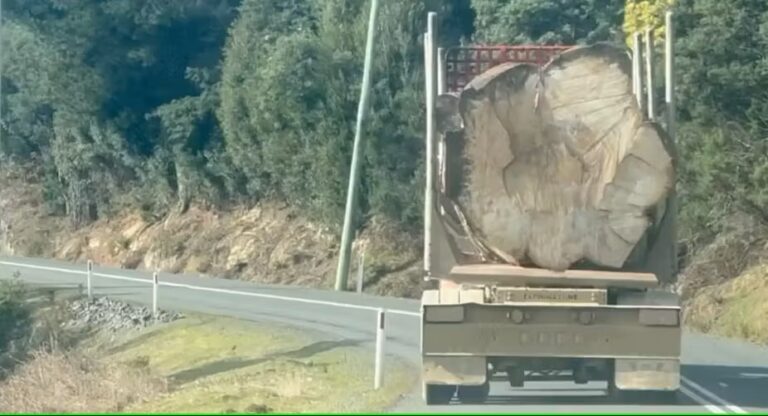 Now We Know Why People Are Outraged About This Photo Of A Log On A Truck