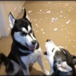 (VIDEO)When Their Dad Asks Who Made The Huge Mess On The Floor, His Huskies Start To Argue