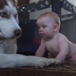 (VIDEO)Husky Tries To Act Tough In Front Of The Baby. But When The Baby Does THIS? I Lost It!