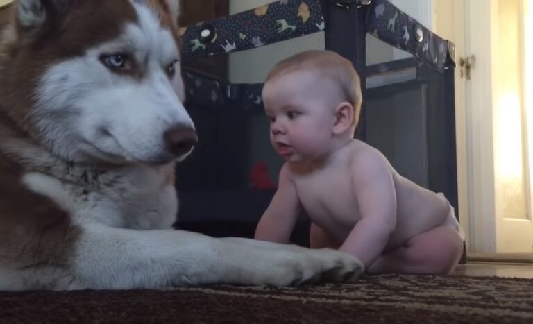 (VIDEO)Husky Tries To Act Tough In Front Of The Baby. But When The Baby Does THIS? I Lost It!