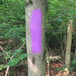 If you see this color painted on a tree in the woods, your life could be in danger — here’s why