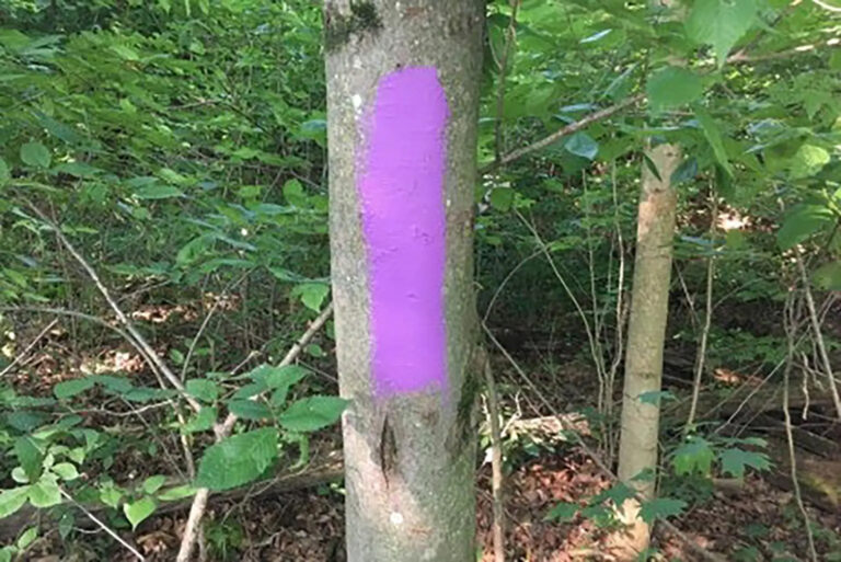 If you see this color painted on a tree in the woods, your life could be in danger — here’s why