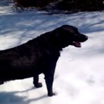 (VIDEO)He Wanted To Record His Dog Playing In The Snow, But What He Captured Instead Is Too Funny For Words