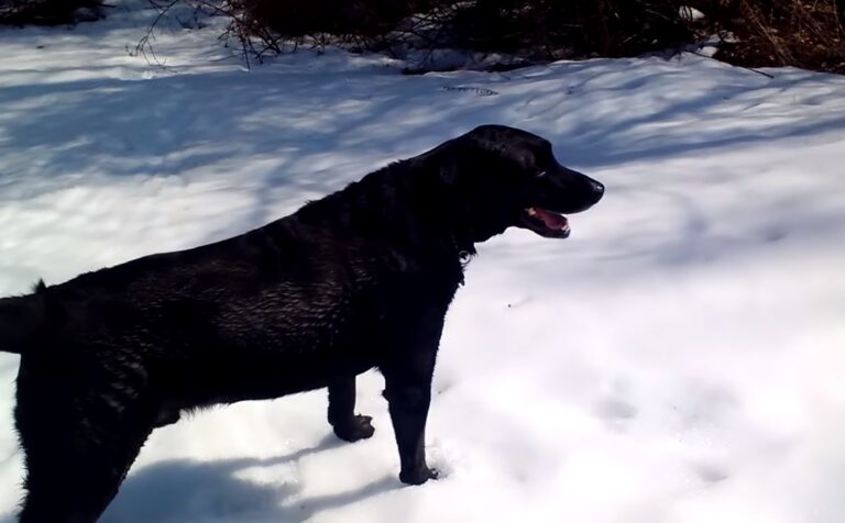 (VIDEO)He Wanted To Record His Dog Playing In The Snow, But What He Captured Instead Is Too Funny For Words