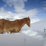 (VIDEO)Snowboarders Find A Horse Freezing To Death In The Snow. What They Do Next? AMAZING!