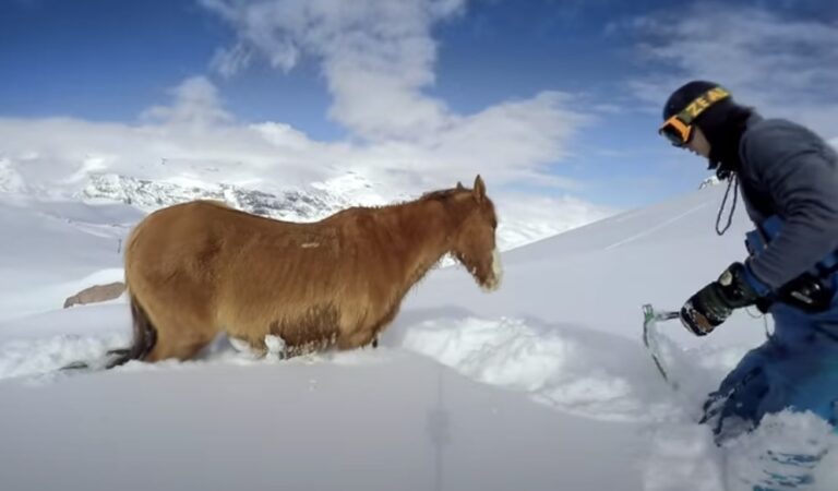 (VIDEO)Snowboarders Find A Horse Freezing To Death In The Snow. What They Do Next? AMAZING!