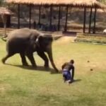 (VIDEO)When His Handler Is In Trouble, This Elephant Does The Most REMARKABLE Thing…