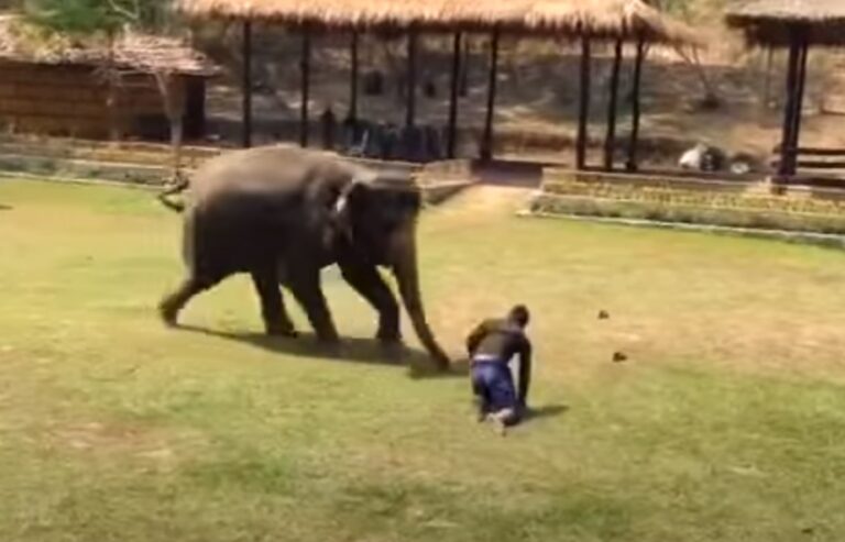 (VIDEO)When His Handler Is In Trouble, This Elephant Does The Most REMARKABLE Thing…