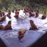 (VIDEO)30 hummingbirds taking a morning shower, then camera films what no one expected!