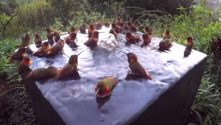 (VIDEO)30 hummingbirds taking a morning shower, then camera films what no one expected!