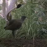 (VIDEO)If Not For The Video Proof, I Never Ever Would’ve Believed What This Bird Can Do. WOW!