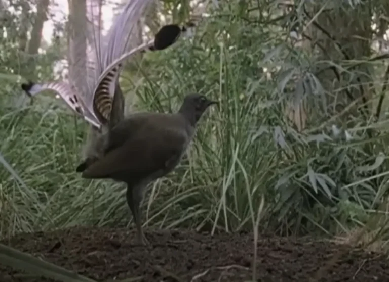 (VIDEO)If Not For The Video Proof, I Never Ever Would’ve Believed What This Bird Can Do. WOW!