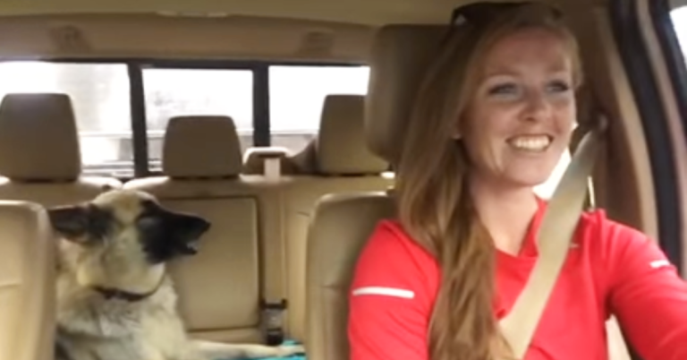 (VIDEO)German Shepherd is Asleep On the Back Seat, Then Her Favorite Song Comes On and She Joins In!