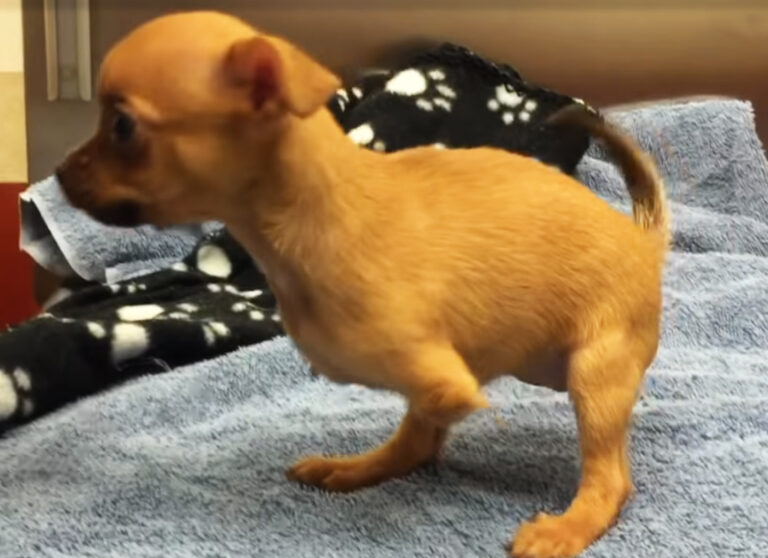 (VIDEO)Neglected puppy with no legs gets her own wheels. Her reaction? I can’t stop crying!