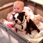 (VIDEO)When This Dog’s Mom Wants Him Out Of the Baby’s Crib, the Pup’s Reaction Is Adorable!