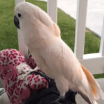 (VIDEO)Cockatoo Sees A Thunderstorm In The Distance. Now Pay Close Attention To His Next Words! WHOA!