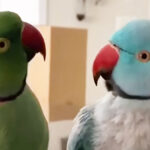 (VIDEO)A Pair of Affectionate Parrots Have A Very Human-Like Conversation Over Breakfast