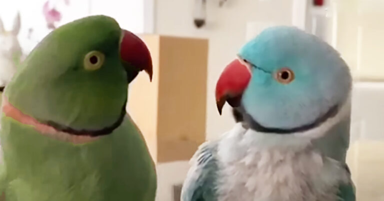 (VIDEO)A Pair of Affectionate Parrots Have A Very Human-Like Conversation Over Breakfast