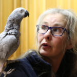 (VIDEO)African Grey Parrot Gets a Laugh Out of Using Alexa to Turn the House Lights On