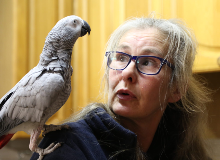 (VIDEO)African Grey Parrot Gets a Laugh Out of Using Alexa to Turn the House Lights On