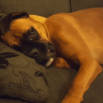 (VIDEO)Boxer dog has hilarious tantrum