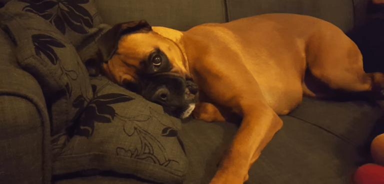 (VIDEO)Boxer dog has hilarious tantrum