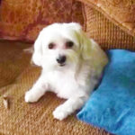 (VIDEO)When He Asked His Dog About The Mess, Well, I Definitely Didn’t See This Coming