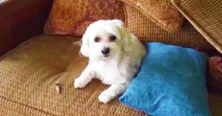 (VIDEO)When He Asked His Dog About The Mess, Well, I Definitely Didn’t See This Coming