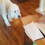 (VIDEO)Dog Gets A New Puppy For His Birthday, Their First Meeting Has Been Watched Over 7 Million Times