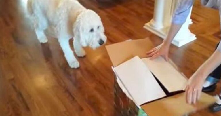 (VIDEO)Dog Gets A New Puppy For His Birthday, Their First Meeting Has Been Watched Over 7 Million Times