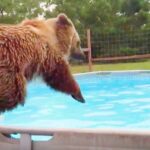 (VIDEO)Grizzly bear in a pool having fun has to be the happiest video you’ll see