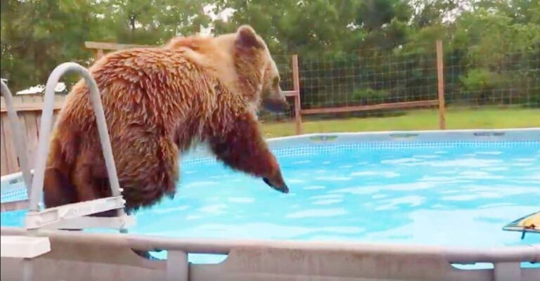 (VIDEO)Grizzly bear in a pool having fun has to be the happiest video you’ll see