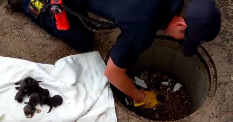 (VIDEO)They Thought They Were Rescuing Puppies, Then Realize They Weren’t Dogs