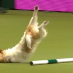 (VIDEO)Jack Russell Makes Up His Own Routine At Agility Show And Won Over Crowd