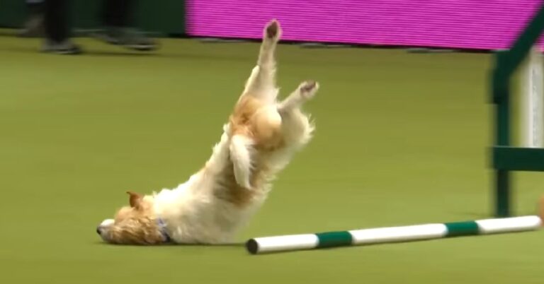 (VIDEO)Jack Russell Makes Up His Own Routine At Agility Show And Won Over Crowd