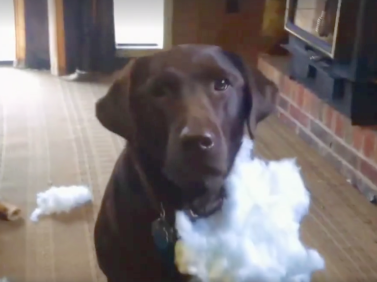 (VIDEO)Dad Asks Which Dog Made The Giant Mess, Gets Hilarious Straightforward Answer