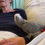 Dying Woman Tells Her Parrot Of 25 Years “I Love You” For Last Time And The Bird’s Reaction Has Everyone In Tears