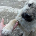 (VIDEO)Lost Puppy Gives Paw to Stranger. You’ll Never Believe What Happens Next