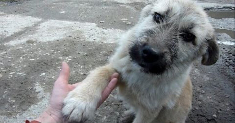 (VIDEO)Lost Puppy Gives Paw to Stranger. You’ll Never Believe What Happens Next