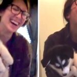 (VIDEO)Husky Puppy Suddenly Starts “Talking” Like A Human, And Mom Totally Loses It