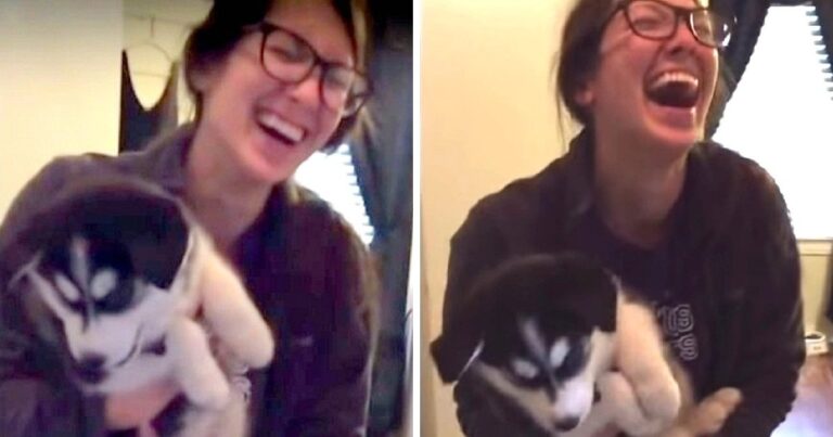 (VIDEO)Husky Puppy Suddenly Starts “Talking” Like A Human, And Mom Totally Loses It