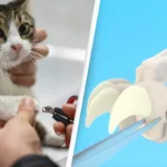 People are just learning the brutal reason why you should never declaw your cats