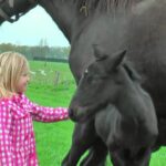 (VIDEO)This Beautiful Horse Gave Birth To Rare Twin Foals. When THIS Happened 4 Days Later? WOW!